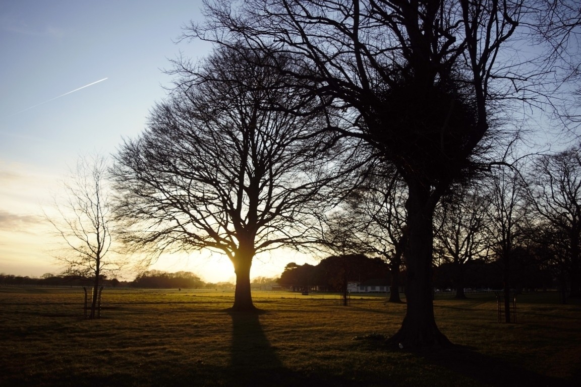 Sunset with Trees in Phoenix Park